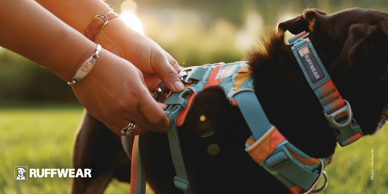 A person adjusts a colorful Ruffwear Front Range dog harness on a chocolate brown dog standing in a sunny grassy field