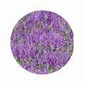 Silicone Non-Slip Jar Openers Lavender Medley