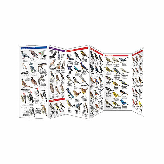 Eastern Backyard Birds Folding Pocket Guide