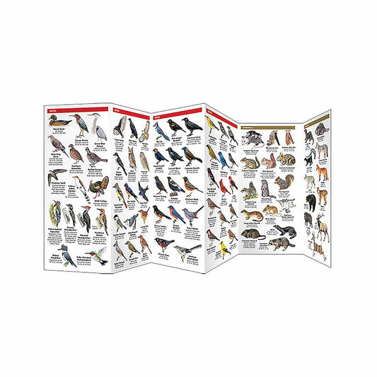 Great Smoky Mountains Wildlife Folding Pocket Guide