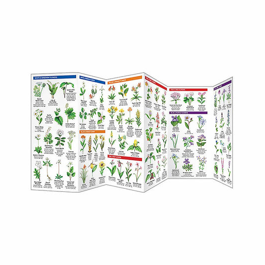 Great Smoky Mountains Trees and Wildflowers Folding Pocket Guide