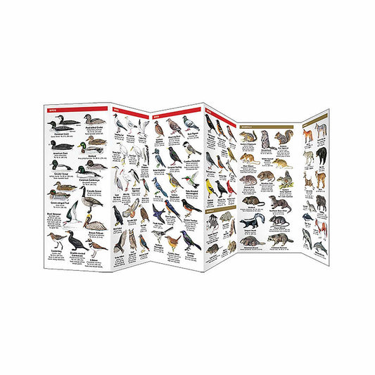 North Carolina Wildlife Folding Pocket Guide