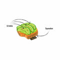 Mini Avo-doggo Toast Squeaky Dog Toy
