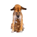 Fluff & Tuff Troy Beaver Dog Toy