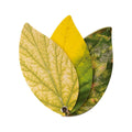 Kikkerland Plant Health Handbook