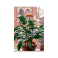 Kikkerland Mushroom Grow Light