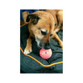 Kikkerland Piggy Dog Ball Toy