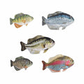 Aurora World Big Fish Game