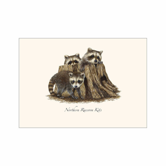 Earth Sky + Water Raccoon Kits Notecards