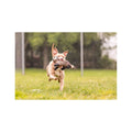 Fluff & Tuff Rocket Raccoon Dog Toy