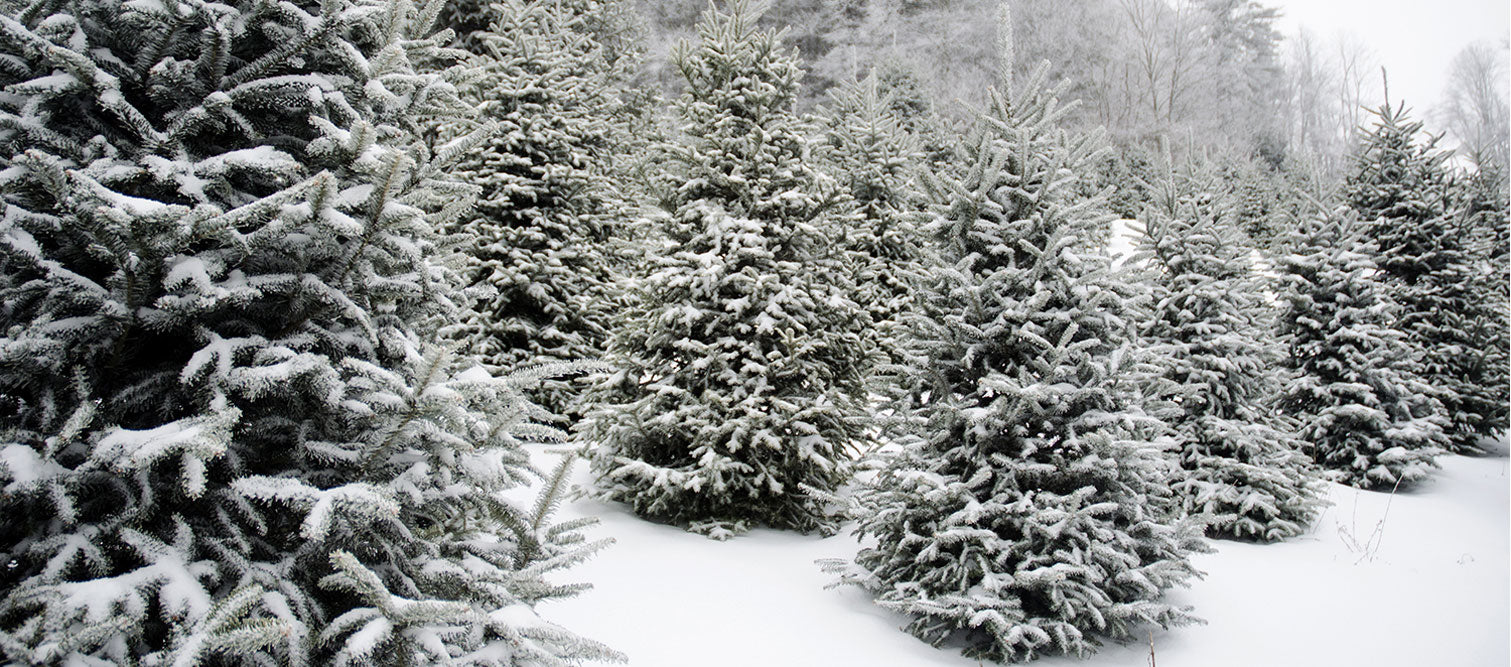 Snow covered Christmas trees